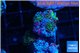 Ricordea yuma rainbowsmall polyps 4 polyps WYSIWYG acclimaté