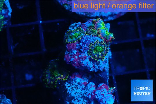 Ricordea yuma rainbowsmall polyps 4 polyps WYSIWYG acclimaté