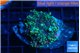 Ricordea yuma green purple 1 polyp WYSIWYG acclimaté