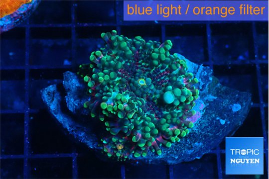 Ricordea yuma green purple 1 polyp WYSIWYG acclimaté