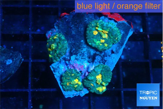 Rhodactis golden fusion small polyps 4 polyps WYSIWYG acclimaté
