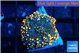 Ricordea yuma red 1 polyp WYSIWYG acclimaté