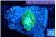 Rhodactis golden fusion small polyps 1 polyp WYSIWYG acclimaté