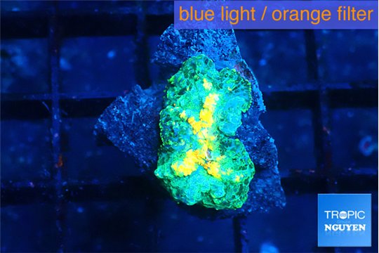 Rhodactis golden fusion small polyps 1 polyp WYSIWYG acclimaté