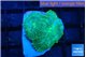 Rhodactis green blue 2 polyps WYSIWYG acclimaté