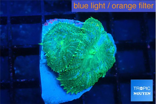 Rhodactis green blue 2 polyps WYSIWYG acclimaté