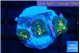 Rhodactis magma 3 polyps WYSIWYG acclimaté
