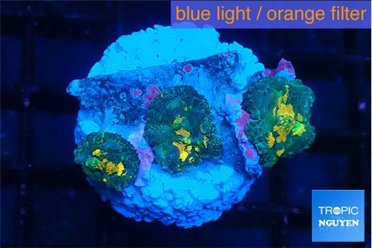 Rhodactis magma 3 polyps WYSIWYG acclimaté