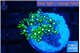 Pachyclavularia neon green 2-3 cm WYSIWYG acclimaté