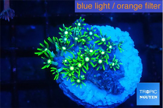 Pachyclavularia neon green 2-3 cm WYSIWYG acclimaté