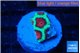 Favia red green monster 1-2 cm WYSIWYG acclimaté
