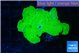 Montipora green cap 3-4 cm WYSIWYG acclimaté