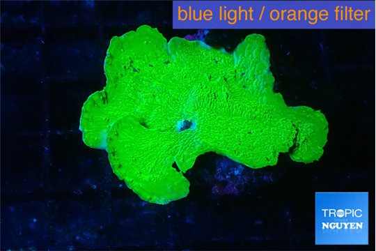 Montipora green cap 3-4 cm WYSIWYG acclimaté
