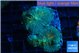 Rhodactis green blue 2 polyps WYSIWYG acclimaté