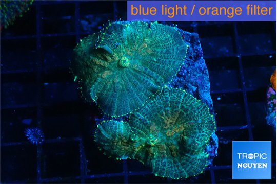 Rhodactis green blue 2 polyps WYSIWYG acclimaté