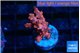 Cyphastrea decadia red 2-3 cm WYSIWYG acclimaté