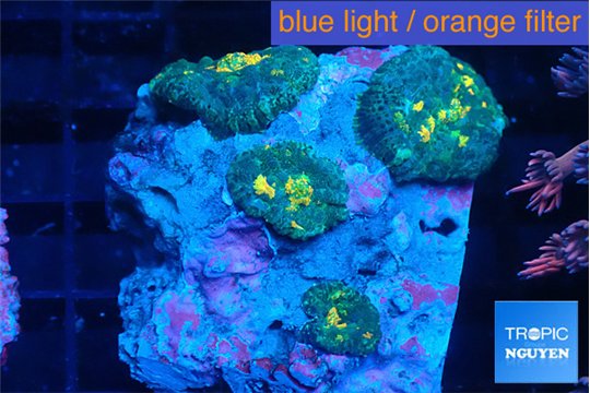 Rhodactis magma 4 polyps WYSIWYG acclimaté