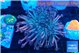 Goniopora rainbow 5-9 cm WYSIWYG acclimaté