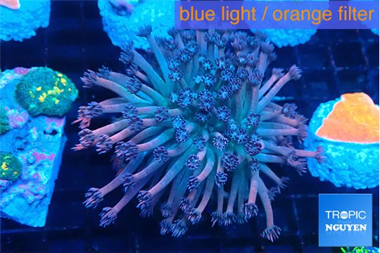Goniopora rainbow 5-9 cm WYSIWYG acclimaté