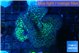 Rhodactis green long hair 2 polyps WYSIWYG acclimaté