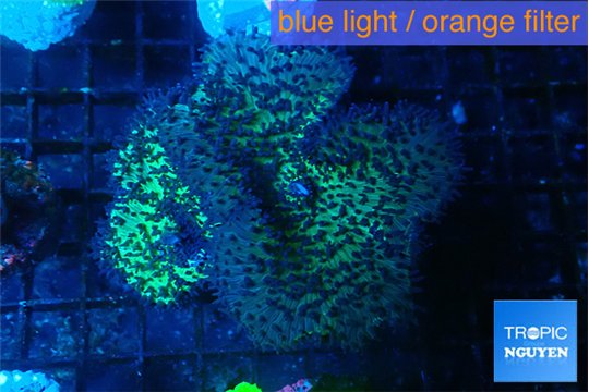 Rhodactis green long hair 2 polyps WYSIWYG acclimaté