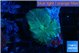 Rhodactis green blue 1 polyp WYSIWYG acclimaté
