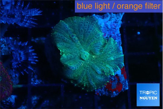 Rhodactis green blue 1 polyp WYSIWYG acclimaté
