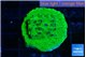 Astreopora green 2-3 cm WYSIWYG acclimaté