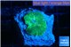 Rhodactis green 1 polyp WYSIWYG acclimaté