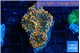 Ricordea yuma red 4 polyps WYSIWYG acclimaté