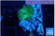 Rhodactis green 1 polyp WYSIWYG acclimaté