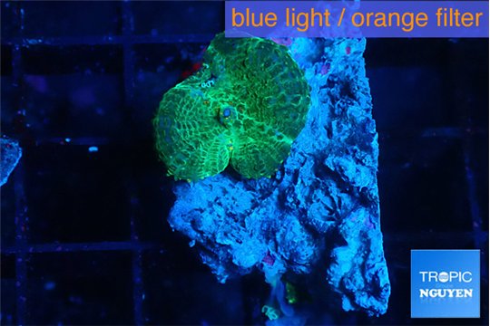 Rhodactis green 1 polyp WYSIWYG acclimaté