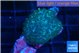 Rhodactis green blue 1 polyp WYSIWYG acclimaté