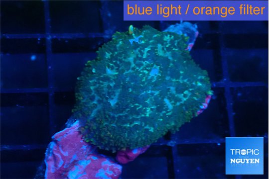 Rhodactis green blue 1 polyp WYSIWYG acclimaté