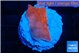 Montipora red cap 3 cm WYSIWYG acclimaté