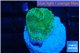 Favia green 2 cm WYSIWYG acclimaté