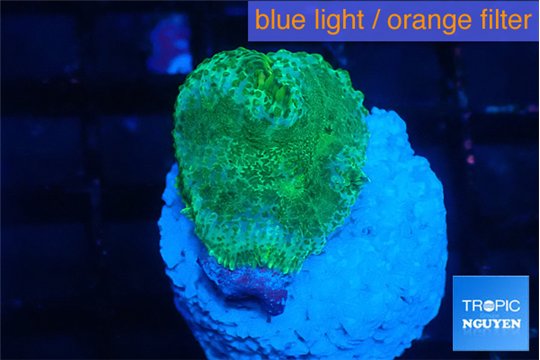 Favia green 2 cm WYSIWYG acclimaté