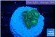 Favia green 2 cm WYSIWYG acclimaté
