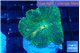 Rhodactis green mango 1 polyp WYSIWYG acclimaté