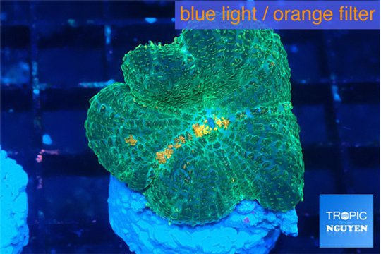 Rhodactis green mango 1 polyp WYSIWYG acclimaté
