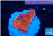 Montipora red cap 1-2 cm WYSIWYG acclimaté