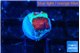 Favia red green monster 1 cm WYSIWYG acclimaté