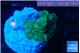 Rhodactis green 1 polyp WYSIWYG acclimaté