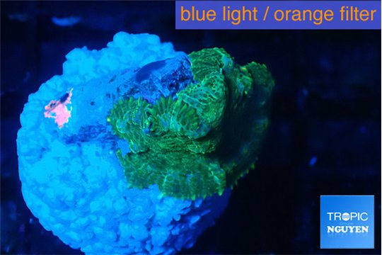 Rhodactis green 1 polyp WYSIWYG acclimaté