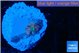 Ricordea yuma pink small polyp 1 polyp WYSIWYG acclimaté