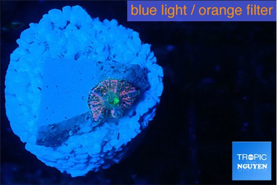 Ricordea yuma pink small polyp 1 polyp WYSIWYG acclimaté