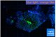 Rhodactis green purple 1 polyp WYSIWYG acclimaté