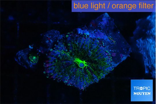 Rhodactis green purple 1 polyp WYSIWYG acclimaté