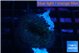 Rhodactis green long hair 1 polyp WYSIWYG acclimaté