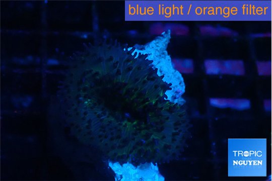 Rhodactis green long hair 1 polyp WYSIWYG acclimaté